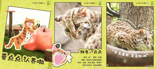 橘朵,云认养.jpg 图片